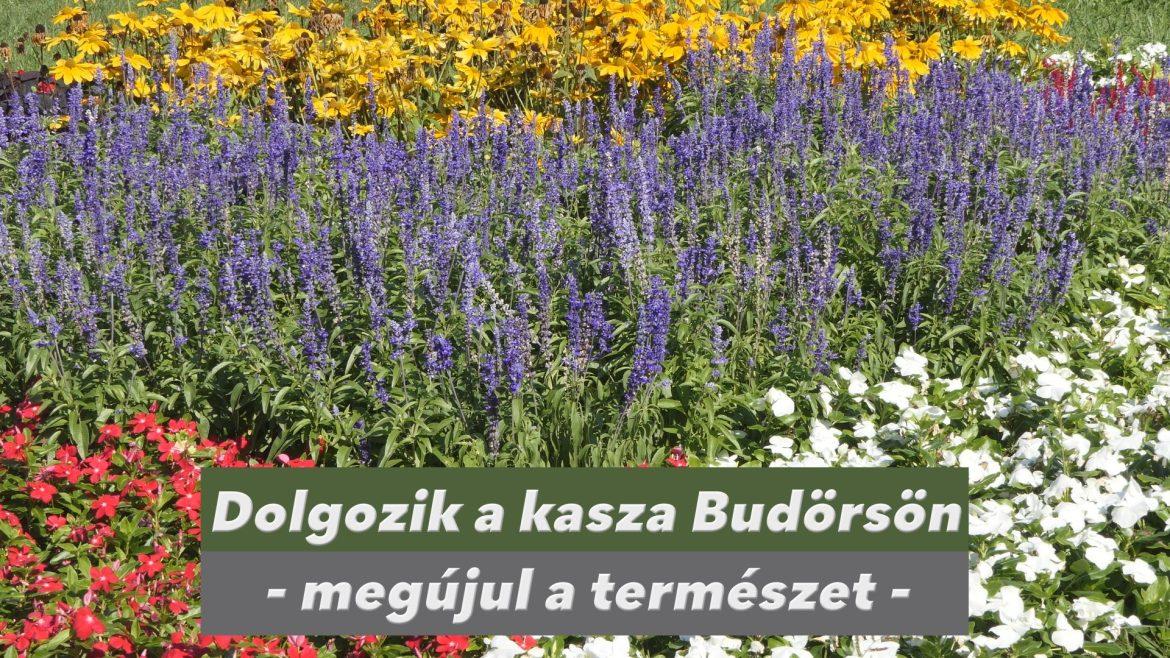 Beindult a kasza, megújul a természet Budaörsön