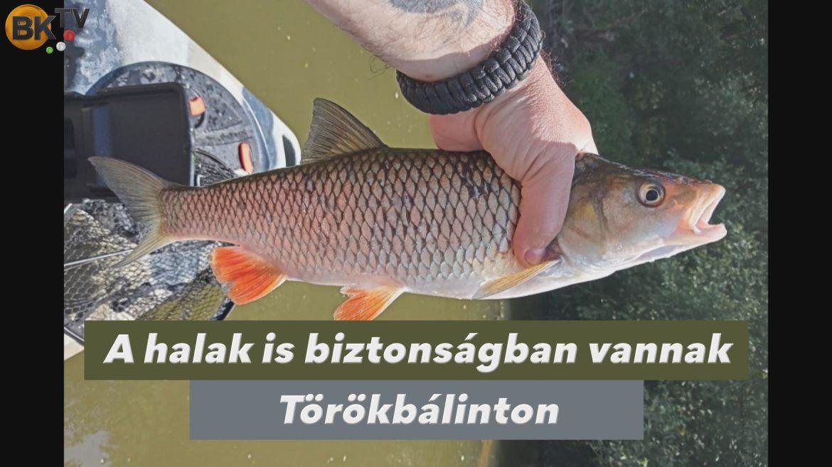 A halak is biztonságban vannak Törökbálinton